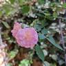 Little Rambler rose photo
