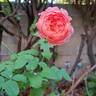 Pick'n Go rose photo