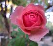 Princess Alexandra of Kent rose photo