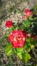 Dick Clark rose photo
