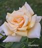 Cheshire rose photo