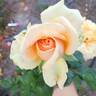 Beautiful Day ™ rose photo