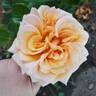 Beautiful Day ™ rose photo