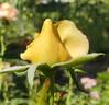 Abbaye de Cluny rose photo