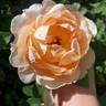 Abbaye de Cluny rose photo