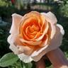 Abbaye de Cluny rose photo