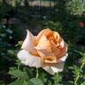 Abbaye de Cluny rose photo