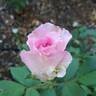 Pink Enchantment rose photo