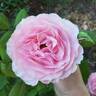 Scentuous ™ rose photo