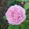 Scentuous ™ rose photo