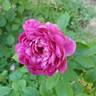 Sultry Night ™ rose photo