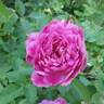 Sultry Night ™ rose photo
