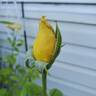 New Day rose photo