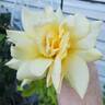New Day rose photo