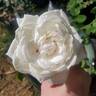 Paloma (hybrid tea, Swim rose photo