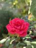 Double Knock Out rose photo