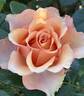 Sunstruck ™ rose photo