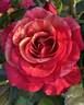 Frida Kahlo ™ rose photo