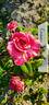 Crazy Fashion ® rose photo