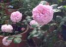 Omar Pacha rose photo