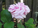 Omar Pacha rose photo