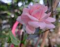 The Faun rose photo