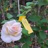 Eve de Rothschild rose photo