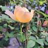 Vanessa Bell rose photo