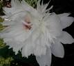 Alba sulphurea peony photo