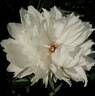 Alba sulphurea peony photo