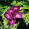Midnight Blue ™ rose photo