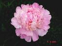 Edouard Doriat peony photo