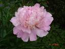 Edouard Doriat peony photo