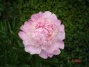 Edouard Doriat peony photo