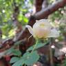Perdita rose photo