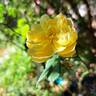 Charles Darwin ® rose photo