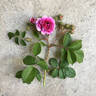 Russelliana rose photo