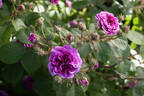 Russelliana rose photo