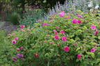 Russelliana rose photo