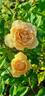 Sweet Dream rose photo