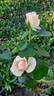 Penny Lane rose photo