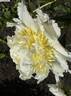 Golden Bracelet peony photo