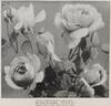 Arthur R. Goodwin rose photo