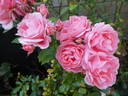 Favorite rose photo