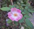 Rush ® rose photo