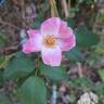 Rush ® rose photo