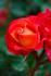 Dolly's Forever Rose rose photo