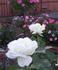 Sweet Freedom rose photo