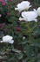 Sweet Freedom rose photo