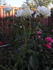 Sweet Freedom rose photo